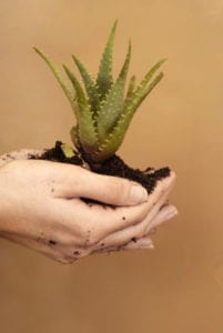 a loose aloe plant held in a woman's hands